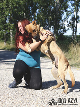 DJANGO, Hund, Mischlingshund in Slowakische Republik - Bild 29