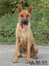 DJANGO, Hund, Mischlingshund in Slowakische Republik - Bild 3