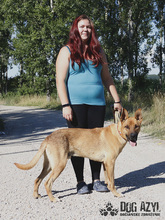 DJANGO, Hund, Mischlingshund in Slowakische Republik - Bild 30