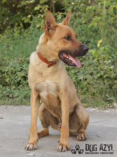 DJANGO, Hund, Mischlingshund in Slowakische Republik - Bild 4