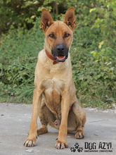 DJANGO, Hund, Mischlingshund in Slowakische Republik - Bild 5