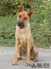 DJANGO, Hund, Mischlingshund in Slowakische Republik - Bild 6