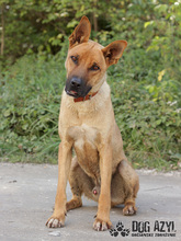 DJANGO, Hund, Mischlingshund in Slowakische Republik - Bild 7