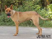 DJANGO, Hund, Mischlingshund in Slowakische Republik - Bild 8