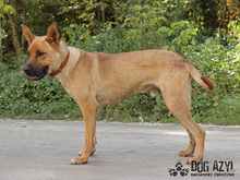 DJANGO, Hund, Mischlingshund in Slowakische Republik - Bild 9