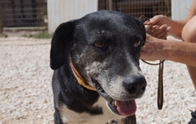 KIARA, Hund, Mischlingshund in Griechenland - Bild 10