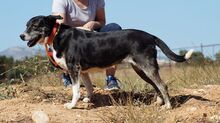 KIARA, Hund, Mischlingshund in Griechenland - Bild 13