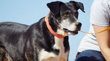 KIARA, Hund, Mischlingshund in Griechenland - Bild 14