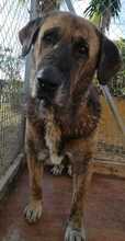 SACHA, Hund, Mastin Español in Spanien - Bild 1