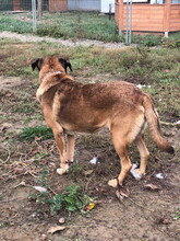 BADY, Hund, Mischlingshund in Slowakische Republik - Bild 5