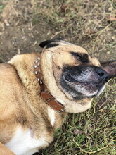 BADY, Hund, Mischlingshund in Slowakische Republik - Bild 6
