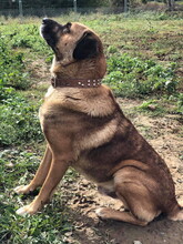 BADY, Hund, Mischlingshund in Slowakische Republik - Bild 7
