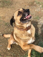 BADY, Hund, Mischlingshund in Slowakische Republik - Bild 8