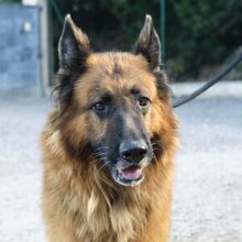 BRACK, Hund, Deutscher Schäferhund in Spanien - Bild 1