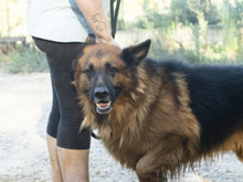 BRACK, Hund, Deutscher Schäferhund in Spanien - Bild 10
