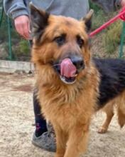 BRACK, Hund, Deutscher Schäferhund in Spanien - Bild 12