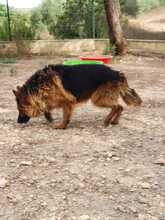 BRACK, Hund, Deutscher Schäferhund in Spanien - Bild 13