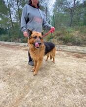 BRACK, Hund, Deutscher Schäferhund in Spanien - Bild 18