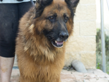 BRACK, Hund, Deutscher Schäferhund in Spanien - Bild 2