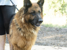 BRACK, Hund, Deutscher Schäferhund in Spanien - Bild 3