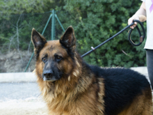 BRACK, Hund, Deutscher Schäferhund in Spanien - Bild 4