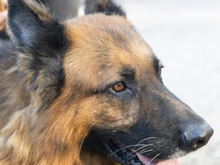BRACK, Hund, Deutscher Schäferhund in Spanien - Bild 9