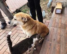 MARGOT, Hund, Mischlingshund in Rumänien - Bild 11