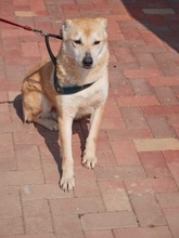MARGOT, Hund, Mischlingshund in Rumänien - Bild 12