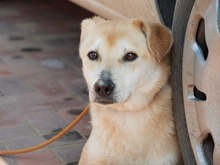 MARGOT, Hund, Mischlingshund in Rumänien - Bild 2