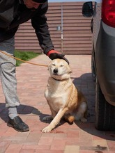MARGOT, Hund, Mischlingshund in Rumänien - Bild 3