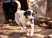BANDITKO, Hund, Mischlingshund in Bulgarien - Bild 10