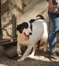 BANDITKO, Hund, Mischlingshund in Bulgarien - Bild 12