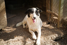 BANDITKO, Hund, Mischlingshund in Bulgarien - Bild 14