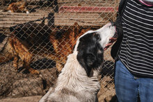 BANDITKO, Hund, Mischlingshund in Bulgarien - Bild 16