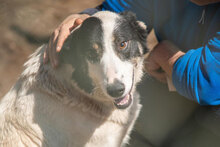 BANDITKO, Hund, Mischlingshund in Bulgarien - Bild 18