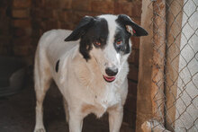 BANDITKO, Hund, Mischlingshund in Bulgarien - Bild 2