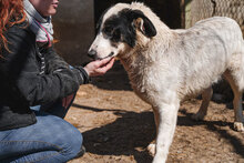 BANDITKO, Hund, Mischlingshund in Bulgarien - Bild 4