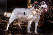 BANDITKO, Hund, Mischlingshund in Bulgarien - Bild 6