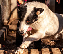 BANDITKO, Hund, Mischlingshund in Bulgarien - Bild 8
