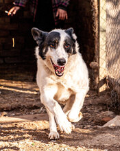BANDITKO, Hund, Mischlingshund in Bulgarien - Bild 9