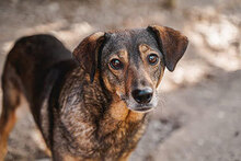 MIMA, Hund, Mischlingshund in Bulgarien - Bild 1