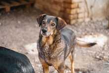 MIMA, Hund, Mischlingshund in Bulgarien - Bild 2