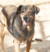 MIMA, Hund, Mischlingshund in Bulgarien - Bild 3
