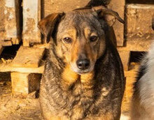 MIMA, Hund, Mischlingshund in Bulgarien - Bild 4
