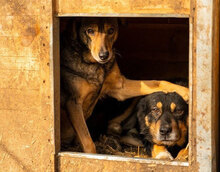 MIMA, Hund, Mischlingshund in Bulgarien - Bild 6