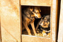 MIMA, Hund, Mischlingshund in Bulgarien - Bild 7