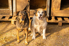 MIMA, Hund, Mischlingshund in Bulgarien - Bild 8