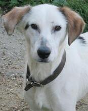 COOKIE, Hund, Mischlingshund in Griechenland - Bild 1