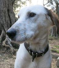 COOKIE, Hund, Mischlingshund in Griechenland - Bild 9