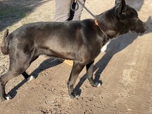 DOPAMIN, Hund, Mischlingshund in Ungarn - Bild 2